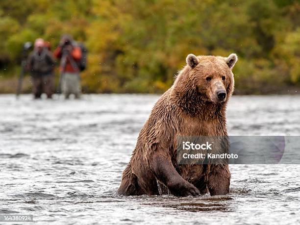 Manter A Pesca - Fotografias de stock e mais imagens de Alasca - Alasca, Animais caçando, Animal selvagem