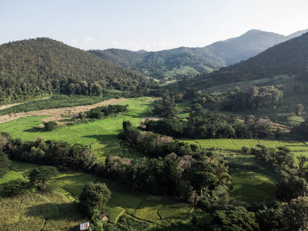 istock Rice Paddy Field in a Valley in Lamphun 1643810628