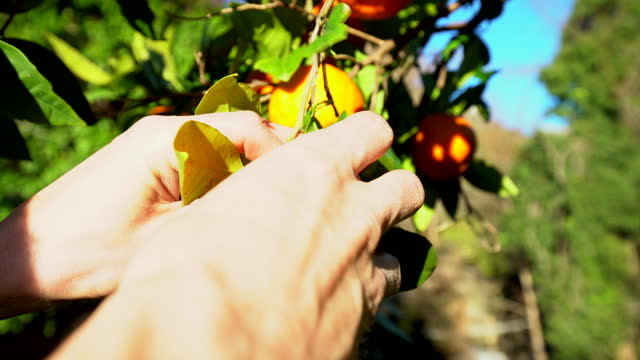 Picking an Orange