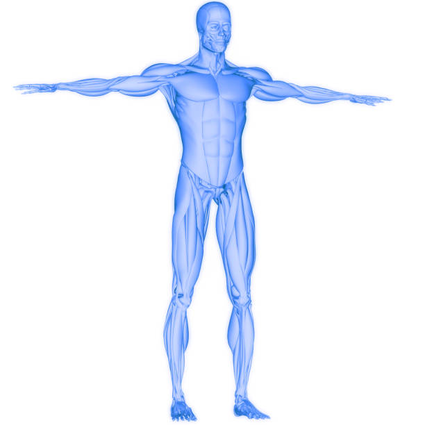 istock Human Muscular System Muscles Anatomy 1643811683