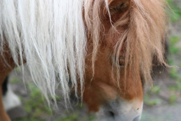 istock Close up on horse head 1643811984