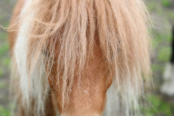 istock Close up on horse head 1643812527