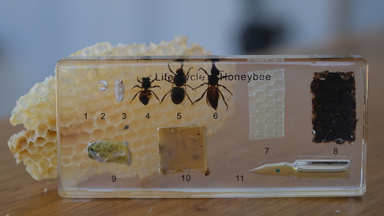 The Honey bees cycles from larva to produce honey. Bowral Bee farming