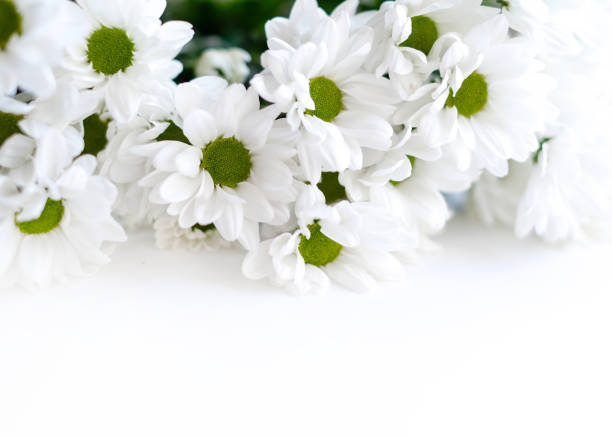 istock Flowers composition. Frame made of white flowers chrysanthemums on white background. 1643813087