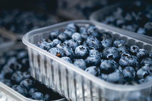 Box or crate with many containers with freshly collected blueberries, cultivating and harvesting blueberry, healthy eating concept.