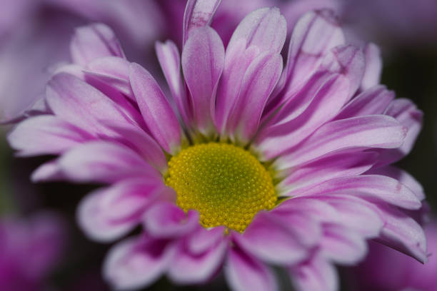 istock Margaretka flower 1643822028