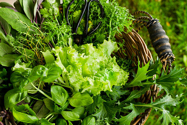 Basket of Freshly Cut Salad and Herbs