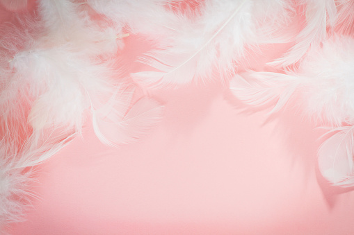 Pink Background with Fluffy feathers