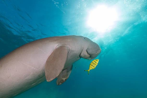 istock Dugong  or seacow in the Red Sea 164383197
