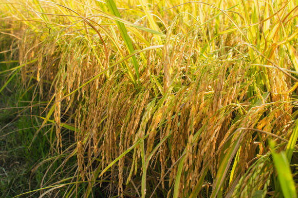 istock Ear of rice 1643837289