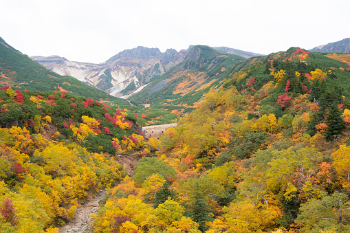 Colorfully colored autumn alpine forest