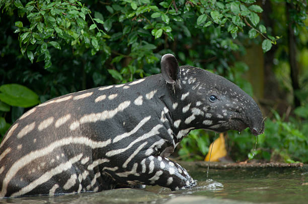 tapir malayo (tapirus indicus) en el agua - tapir fotografías e imágenes de stock