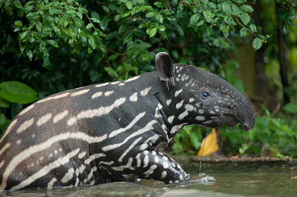 tapiro della malesia (tapirus indicus) in acqua - tapiro foto e immagini stock