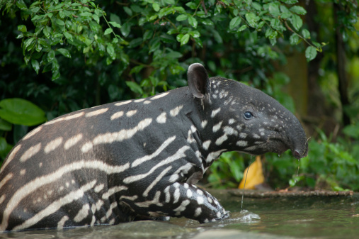 Malayan tapir  (tapirus indicus) in the water