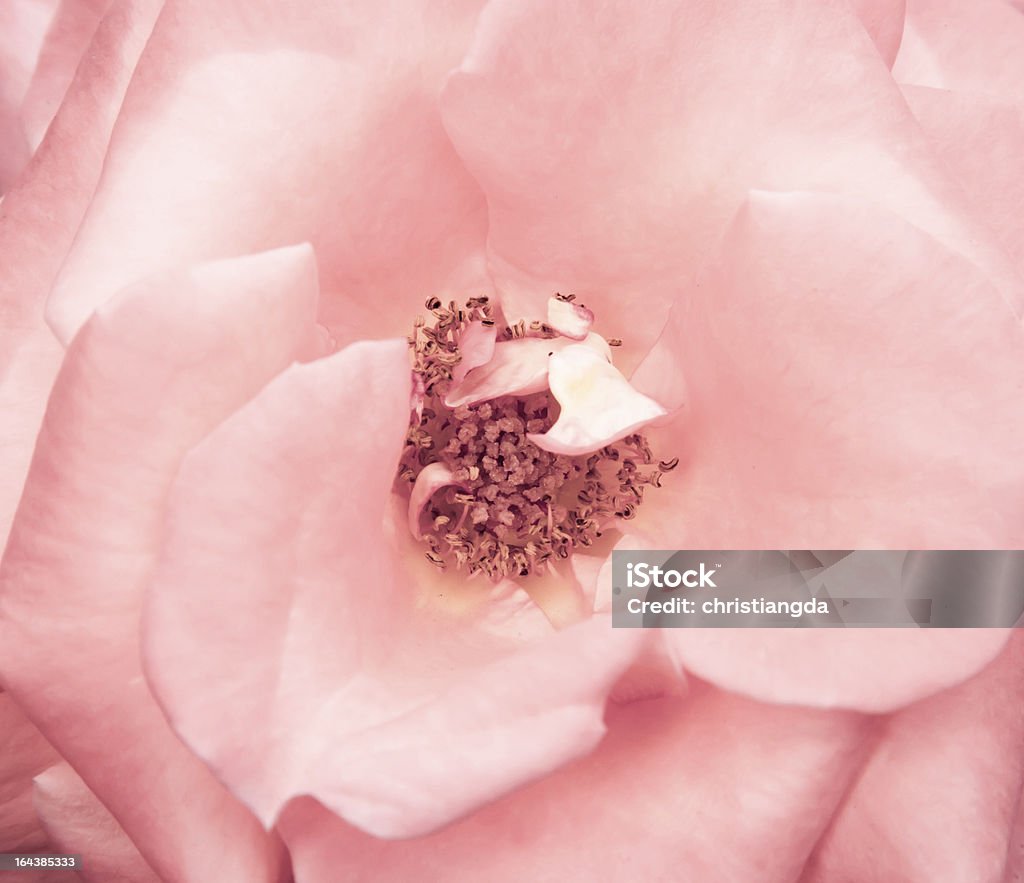 Rose rosé - Photo de Arbre en fleurs libre de droits