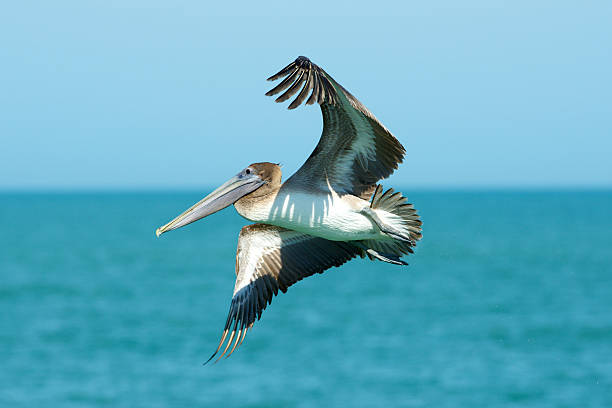 istock Pelican in Flight, Gulf of Mexico 164385555