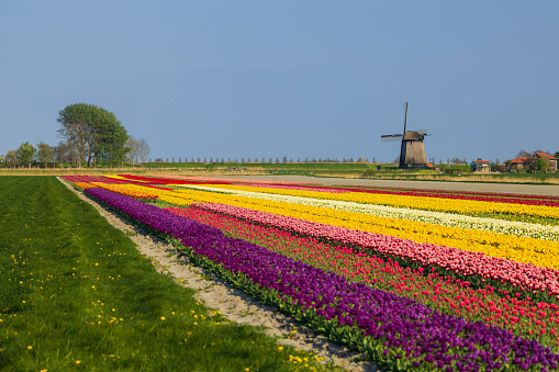 windmill with tulip field in North Holland, Netherlands