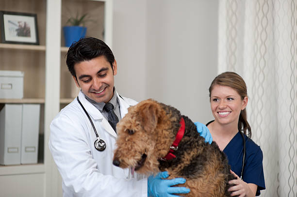 istock Dog at Vet 164386299