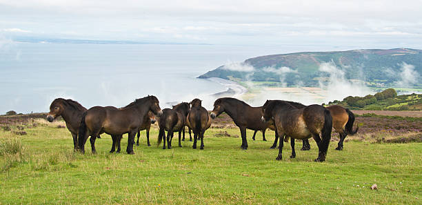 wild ponies sulla sommità della collina di porlock - hill grass heath moor foto e immagini stock