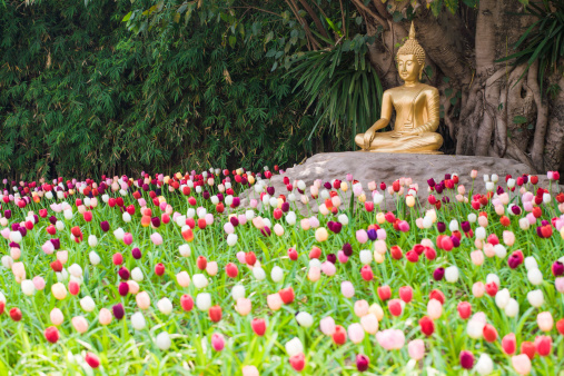 golden Buddha statue in tulip garden under banyan tree