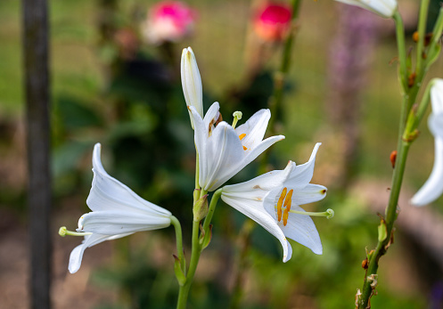 white lily flower with delicate petals in garden