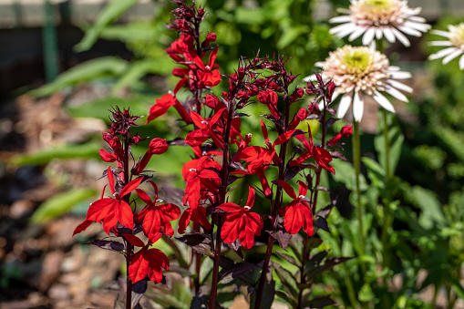 red cardinal flower or lobelia cardinalis in a garden