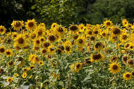 Yellow Sunflowers growing in a field. Natural sunflower background.