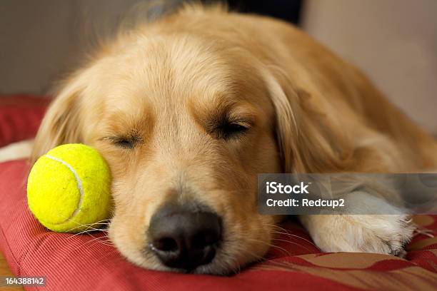 Dormitorio Golden Labrador Foto de stock y más banco de imágenes de Bola de Tenis - Bola de Tenis, Perro, Dormir