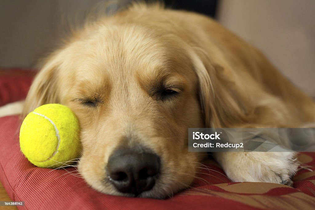 Dormir Golden Retriever - Photo de Balle de tennis libre de droits
