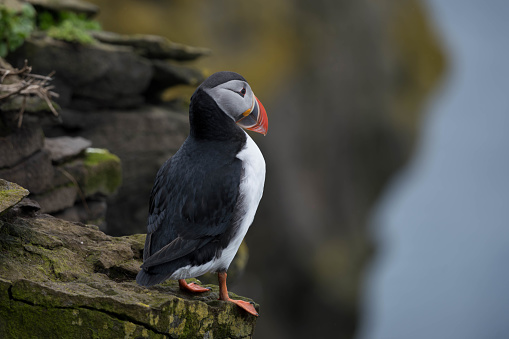 Close up of puffin on cliffs