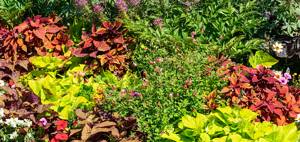 Colorful flowers in summer background