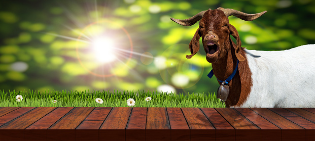 Close-up of an empty wooden table and a white and brown horned mountain goat with cow bell, looking at the camera.Green grass and daisy flowers on background. Template for dairy products.