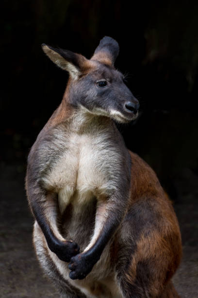istock Eastern Wallaroo, Macropus robustus robustus, found in eastern Australia. Vertical photo 1643890797