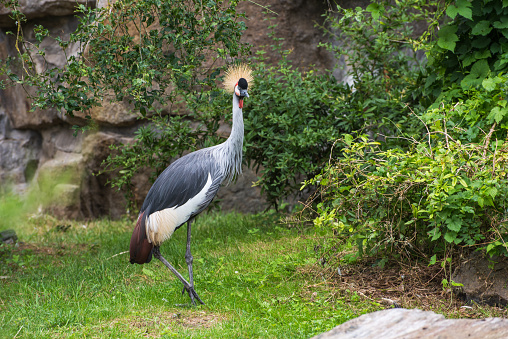 Grey crowned crane, Balearica regulorum, the African crowned, golden crested, golden crowned, East African crane. Portrait