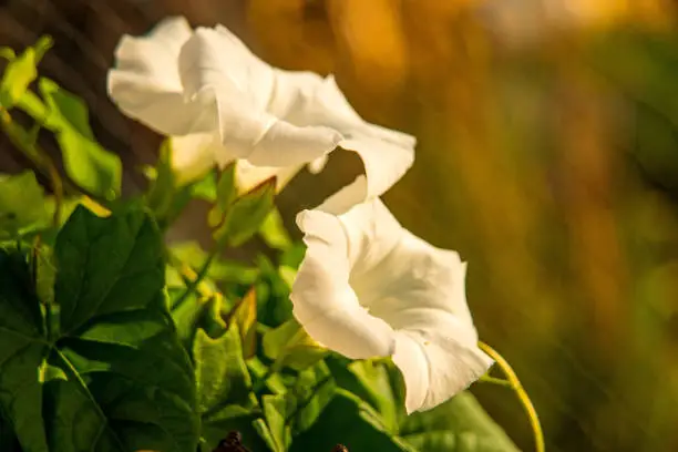 hedge-bindweed on a fence with white flower