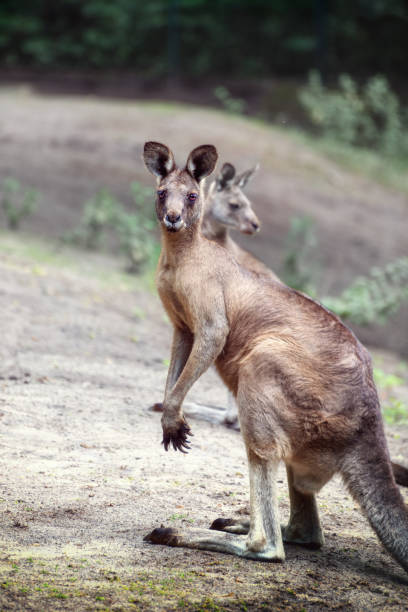 istock Tasmanian grey kangaroo, Macropus giganteus tasmaniensis 1643894199