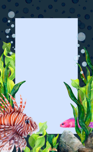 Watercolor drawing frame from ribbon algae, stone, air bubbles, lionfish and antias fish on dark background. Scillfull illustration for photo, postcard Watercolor drawing frame from ribbon algae, stone, air bubbles, lionfish and antias fish on dark background. Scillfull illustration for photo, textile print, cards, logo, banners, poster, advertisment spectrum field stock illustrations