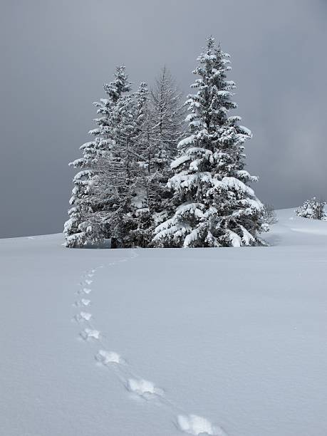 árvores e rasto de animal - bernese oberland gstaad winter snow imagens e fotografias de stock