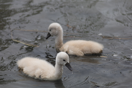Two baby swans swimming