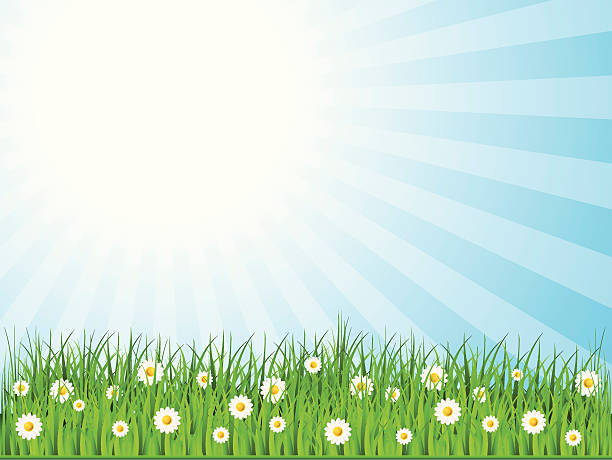 Spring and flower meadow vector art illustration