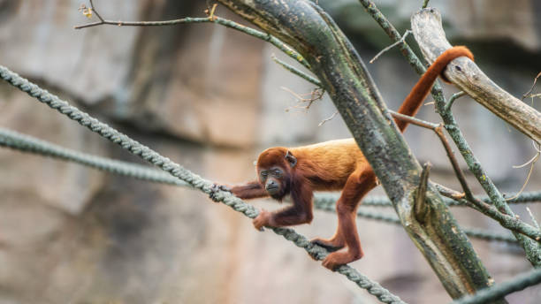 istock Venezuelan Red Howler, a monkey with long, prehensile tail 1643903582