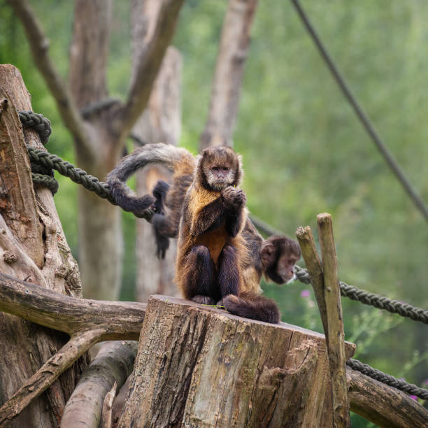 istock Yellow-Breasted Capuchin with light brown face and black brown cap. Portrait 1643903594