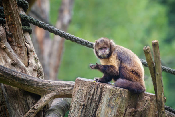 A Little Monkey Stretches Its Paw Through The Metal Bars Of The Cage At The Zoo
