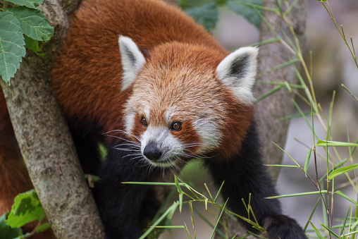 The red panda, Ailurus fulgens, the lesser panda, a small mammal native to the eastern Himalayas and southwestern China