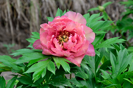 Delightful peony flower variety Pink Double Dandy with fragrant semi-double and double flowers, pink with hint of lavender. Delicate, thin and silky petals reveal rare ring of pink stamens. Summer garden