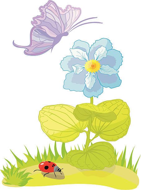 ilustraciones, imágenes clip art, dibujos animados e iconos de stock de flores y mariposa - butterfly flower single flower grass