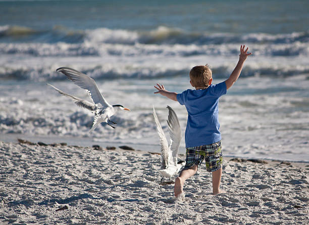 Young Boy Chasing Sea Gulls Young boy playing and chasing sea gulls on a beach on Marco Island off the Gulf of Mexico at twilight. marco island stock pictures, royalty-free photos & images