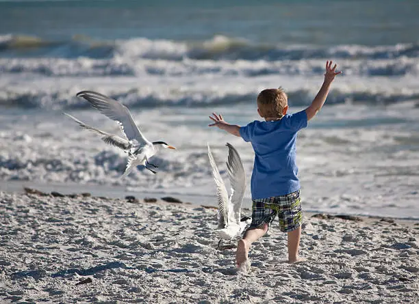 Photo of Young Boy Chasing Sea Gulls