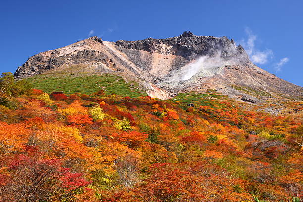 гора осень листья - japanese maple leaf tree green стоковые фото и изображения