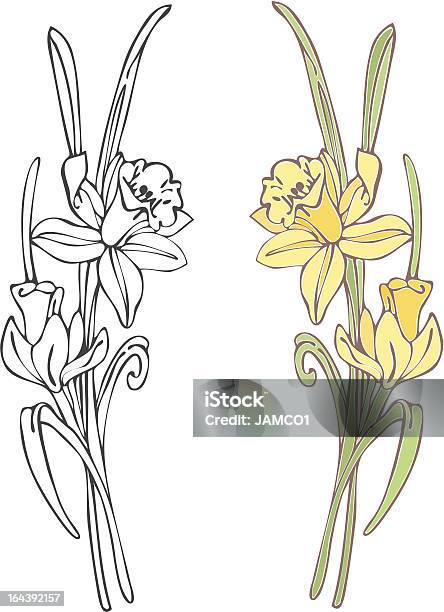 Daffodils - やわらかのベクターアート素材や画像を多数ご用意 - やわらか, イラストレーション, カットアウト